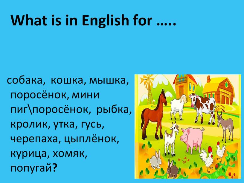 What is in English for ….. собака, кошка, мышка, поросёнок, мини пиг\поросёнок, рыбка, кролик, утка, гусь, черепаха, цыплёнок, курица, хомяк, попугай ?