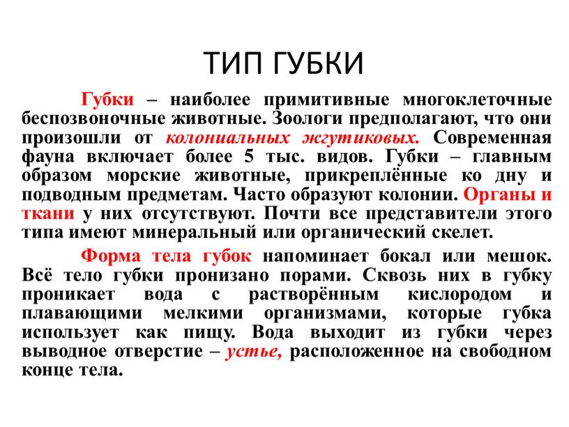 ТИП ГУБКИ Губки – наиболее примитивные многоклеточные беспозвоночные животные