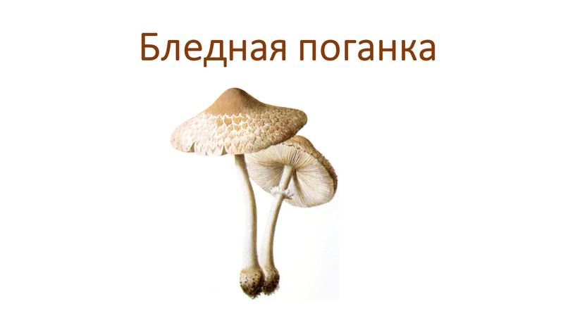 Бледная поганка