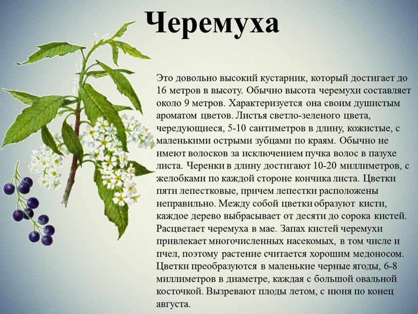 Черемуха Это довольно высокий кустарник, который достигает до 16 метров в высоту