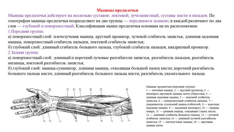 Мышцы предплечья Мышцы предплечья действуют на несколько суставов: локтевой, лучезапястный, суставы кисти и пальцев