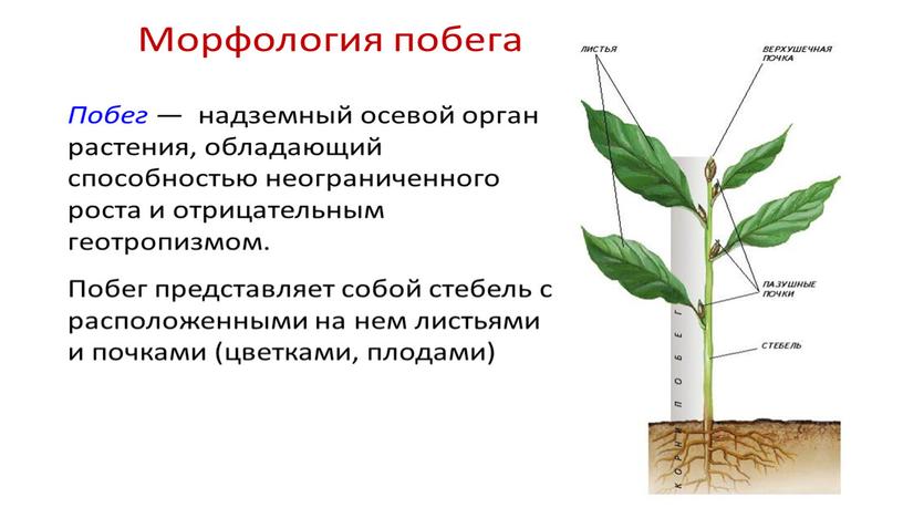 Размножение и оплодотворение растений. Вегетативное размножение