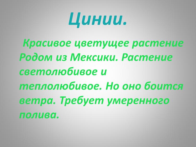 Цинии. Красивое цветущее растение