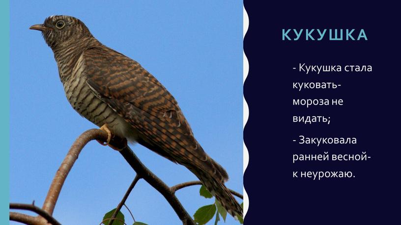 КУКУШКА - Кукушка стала куковать- мороза не видать; -