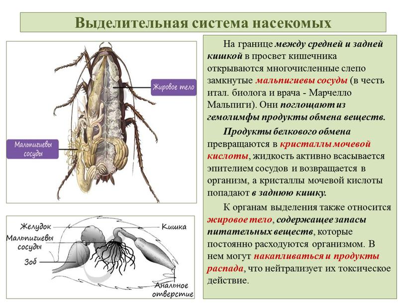 Выделительная система насекомых