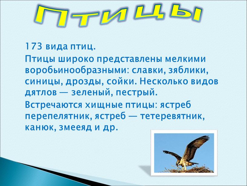 Птицы 173 вида птиц. Птицы широко представлены мелкими воробьинообразными: славки, зяблики, синицы, дрозды, сойки