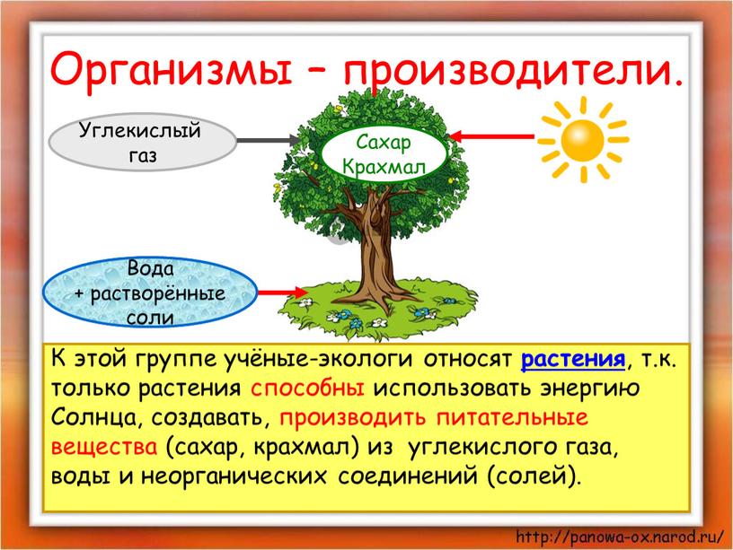 Организмы – производители. К этой группе учёные-экологи относят растения , т