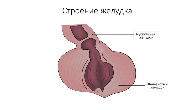 Строение желудка