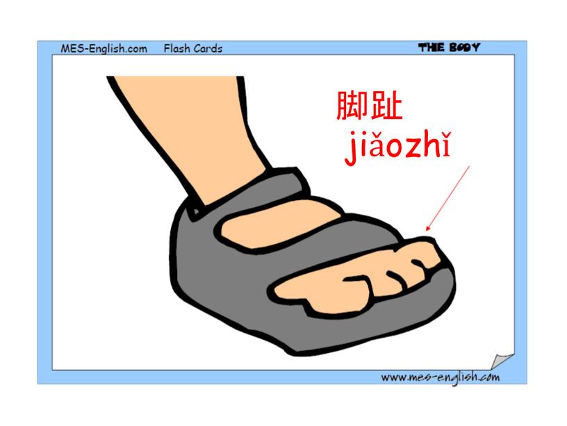 脚趾 jiǎozhǐ