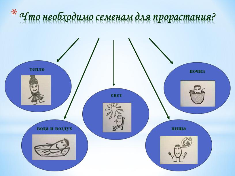 Что необходимо семенам для прорастания? тепло вода и воздух свет почва пища