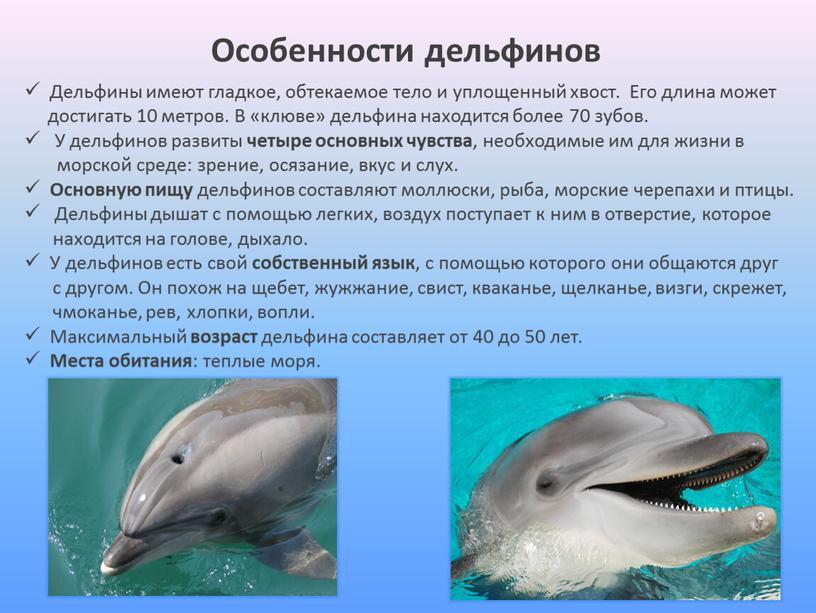 Особенности дельфинов Дельфины имеют гладкое, обтекаемое тело и уплощенный хвост