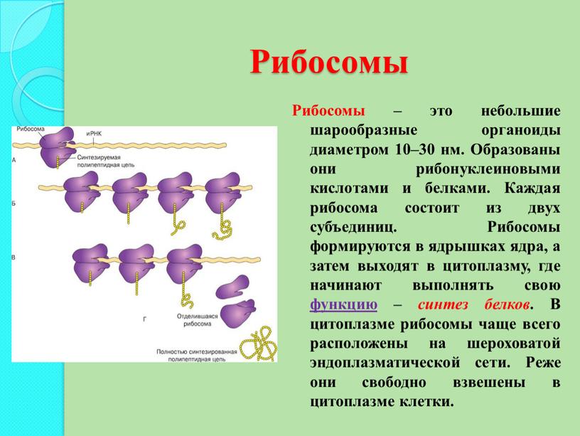Клетка бактерий рибосомы. Рибосомы бактерий функции. Функции рибосом бактериальной клетки. Рибосомы бактерий строение. Рибосомы бактериальной клетки.