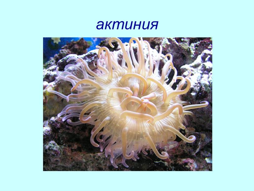 актиния