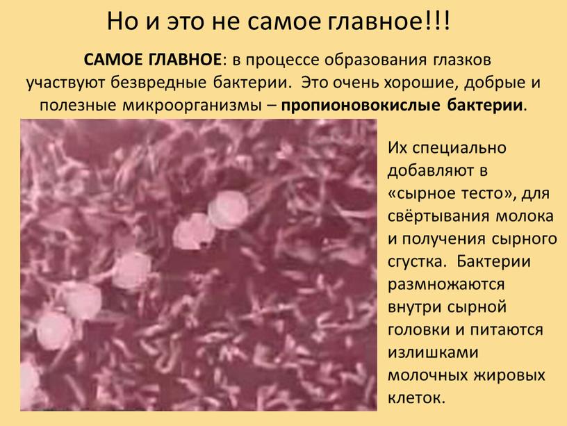 САМОЕ ГЛАВНОЕ : в процессе образования глазков участвуют безвредные бактерии