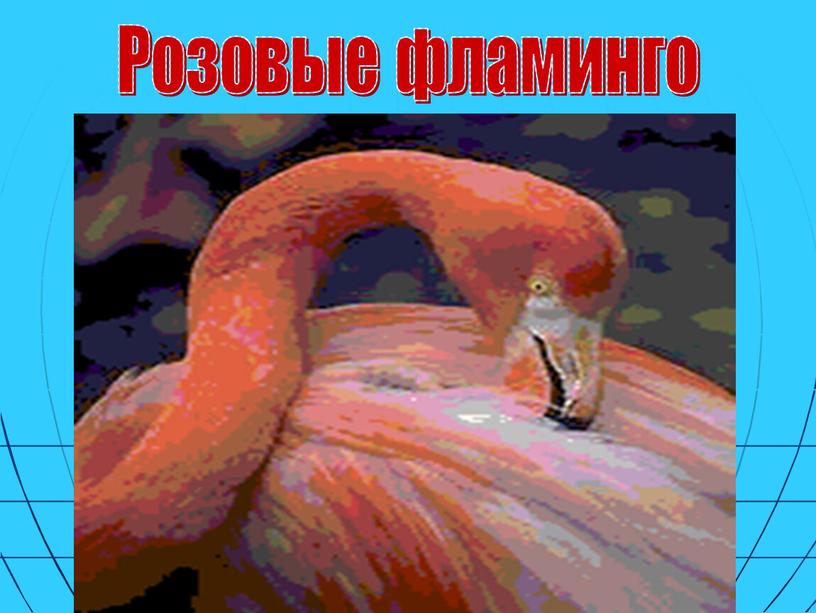 Розовые фламинго