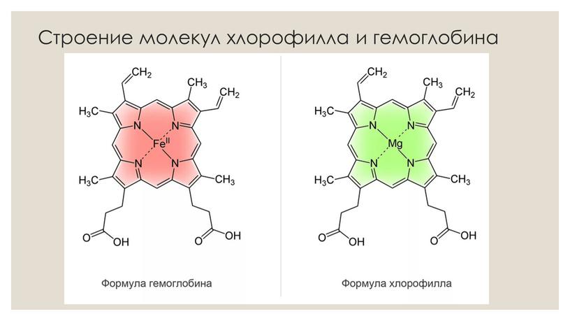 Строение молекул хлорофилла и гемоглобина