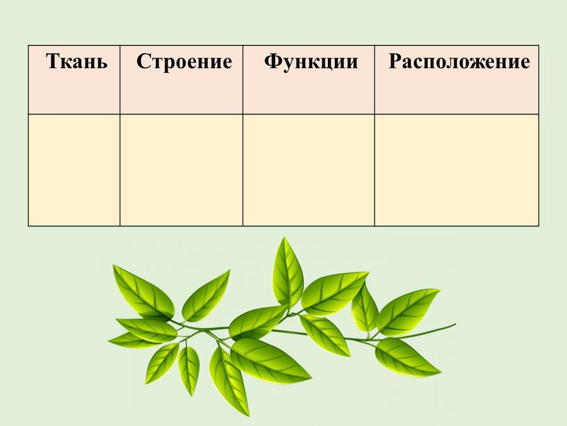 Ткань Строение Функции Расположение