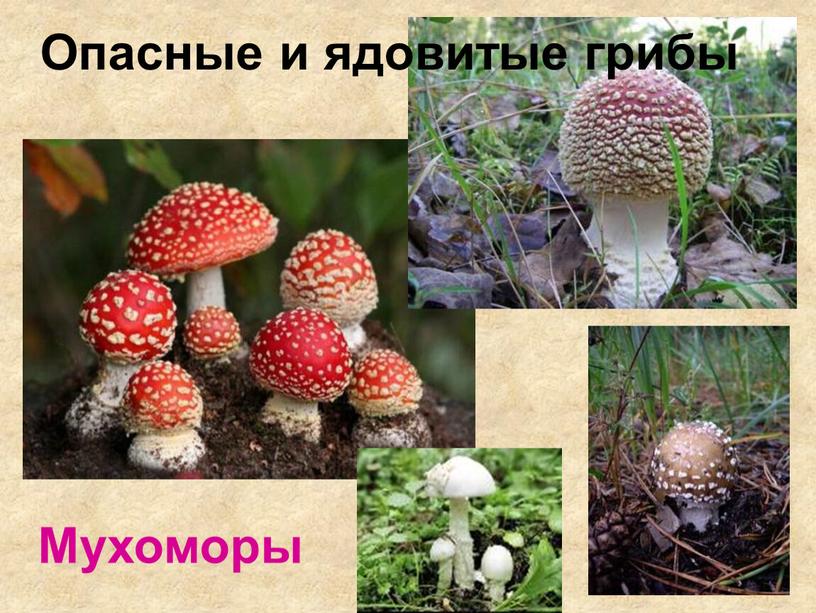Мухоморы Опасные и ядовитые грибы