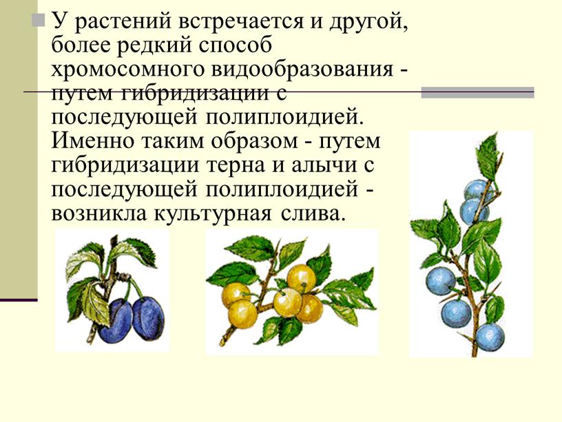 У растений встречается и другой, более редкий способ хромосомного видообразования - путем гибридизации с последующей полиплоидией