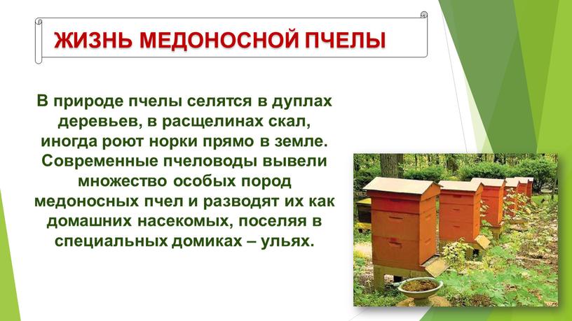 ЖИЗНЬ МЕДОНОСНОЙ ПЧЕЛЫ В природе пчелы селятся в дуплах деревьев, в расщелинах скал, иногда роют норки прямо в земле