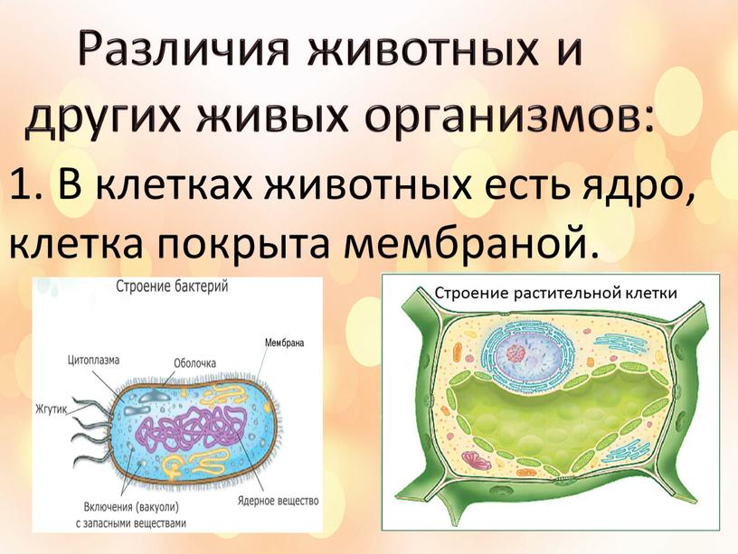 Различия животных и других живых организмов: 1