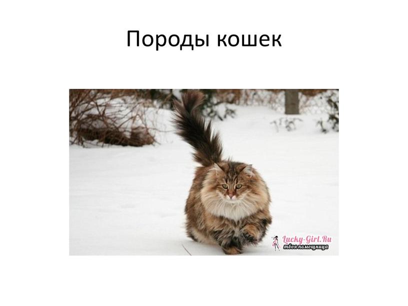 Породы кошек