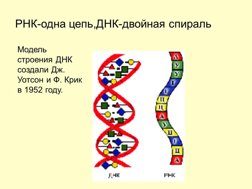 РНК-одна цепь,ДНК-двойная спираль