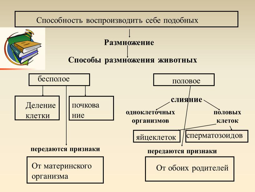 Способы размножения животных слияние одноклеточных организмов половых клеток передаются признаки передаются признаки