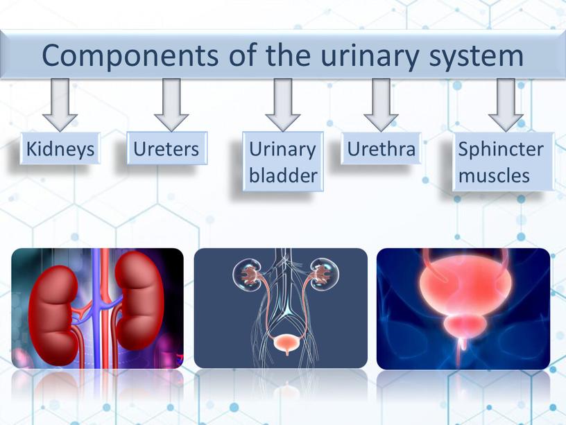 Components of the urinary system