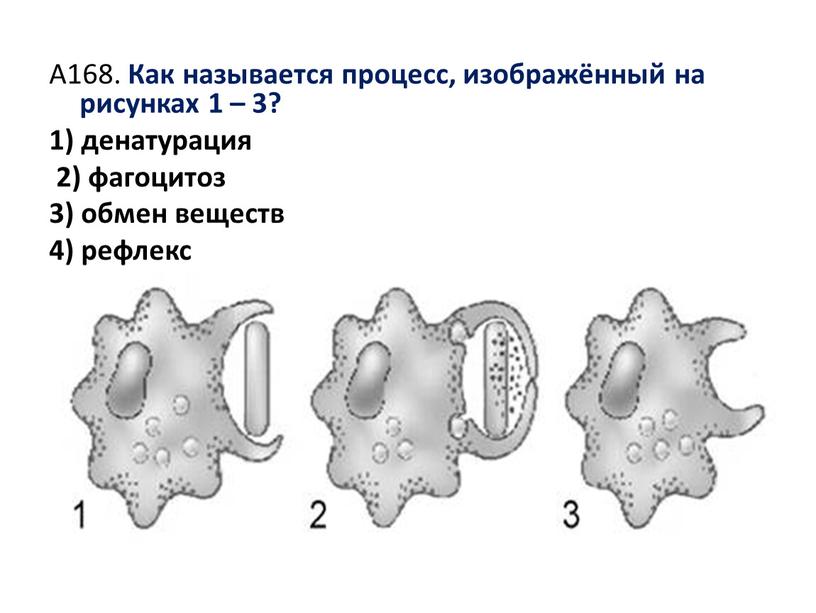 А168. Как называется процесс, изображённый на рисунках 1 – 3? 1) денатурация 2) фагоцитоз 3) обмен веществ 4) рефлекс