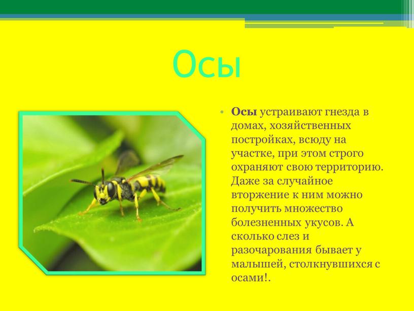 Осы Осы устраивают гнезда в домах, хозяйственных постройках, всюду на участке, при этом строго охраняют свою территорию