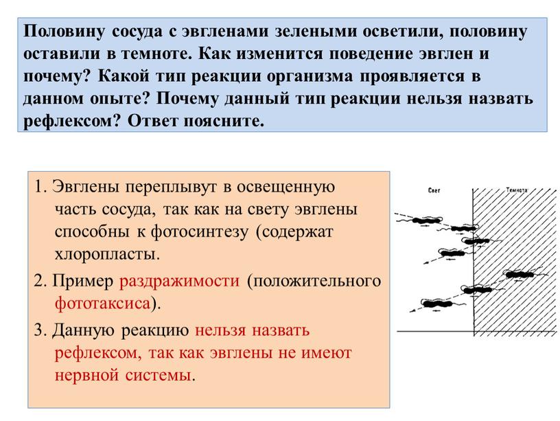 Половину сосуда с эвгленами зелеными осветили, половину оставили в темноте