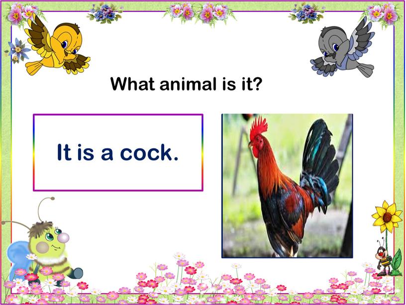 What animal is it? It is a cock