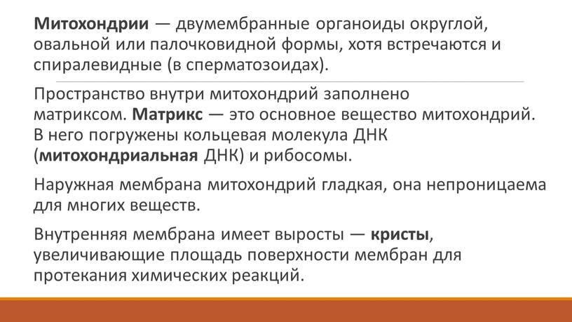 Митохондрии — двумембранные органоиды округлой, овальной или палочковидной формы, хотя встречаются и спиралевидные (в сперматозоидах)