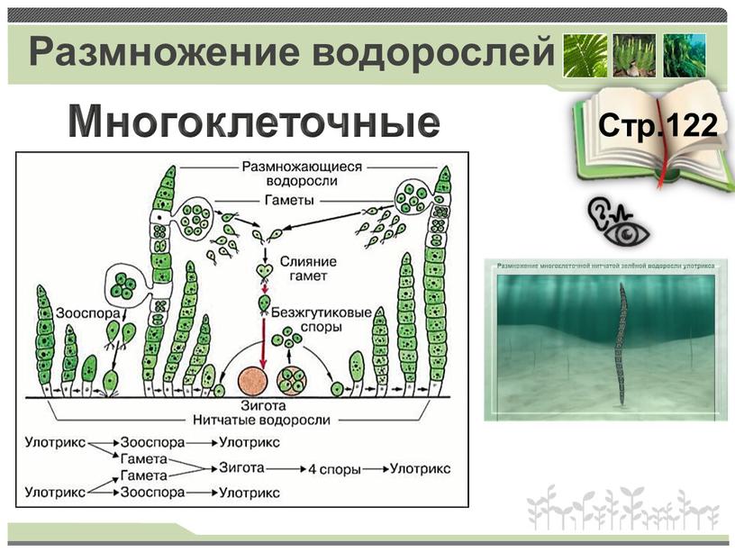 Размножение водорослей Стр.122