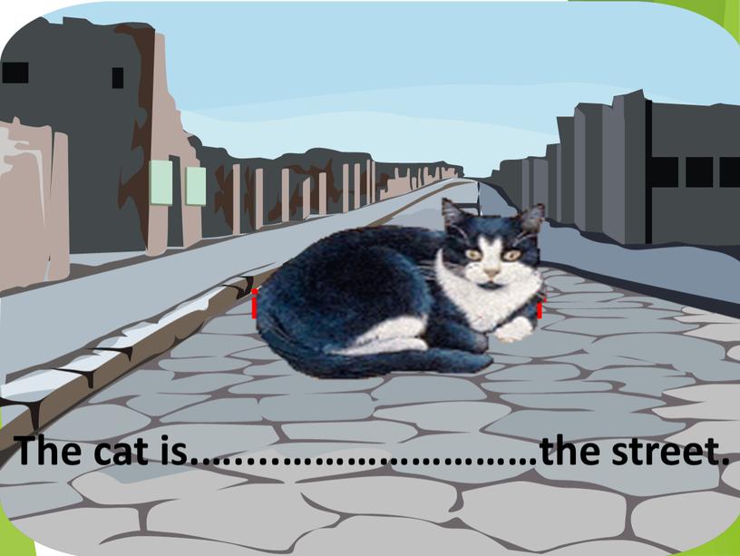 The cat is.…....……………………the street