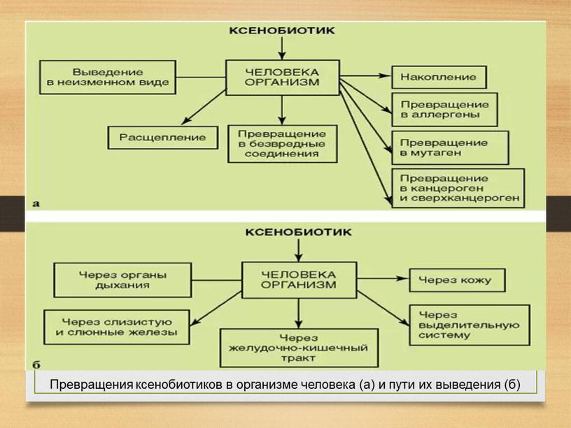 Превращения ксенобиотиков в организме человека (а) и пути их выведения (б)