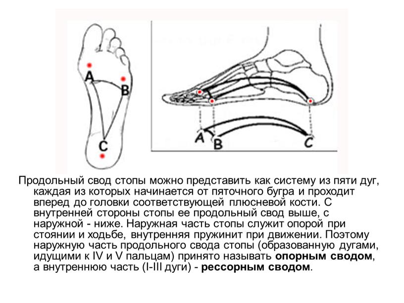 Продольный свод стопы можно представить как систему из пяти дуг, каждая из которых начинается от пяточного бугра и проходит вперед до головки соответствующей плюсневой кости