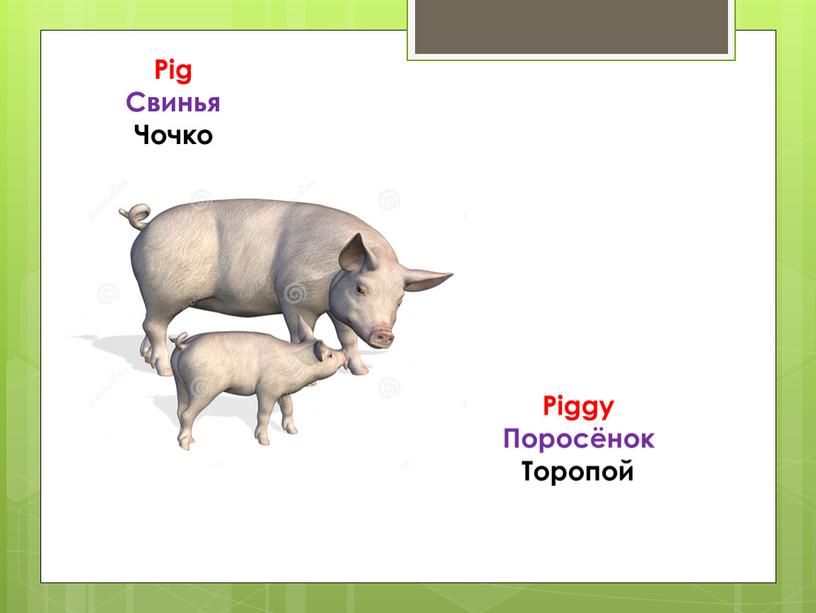 Pig Свинья Чочко Piggy