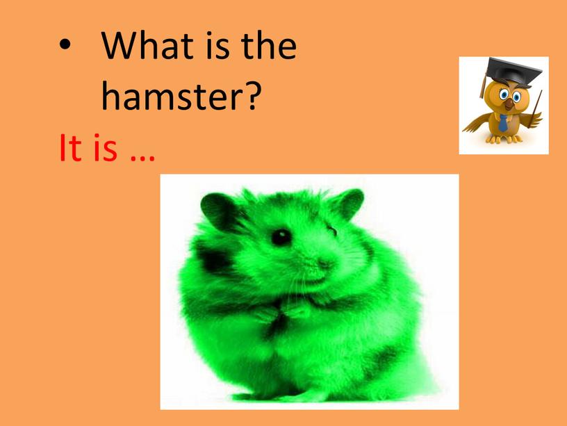 What is the hamster? It is …