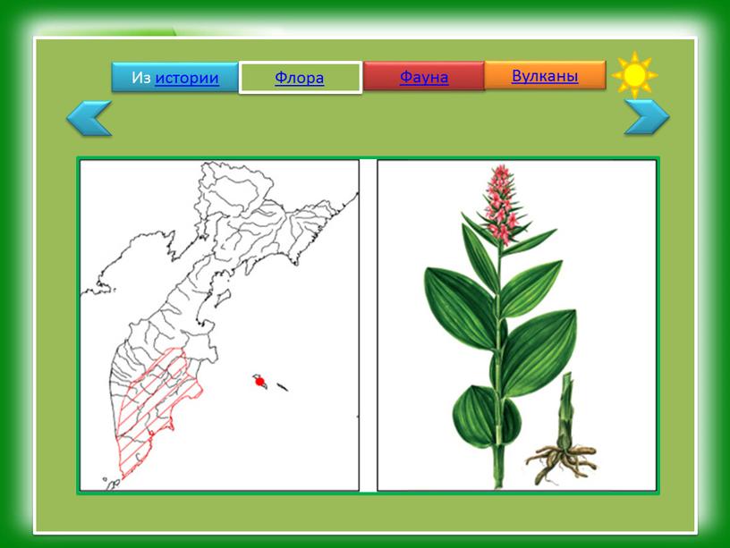 Из истории Флора Фауна Вулканы