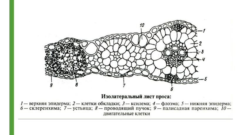 Гистологическое описание листьев однодольных