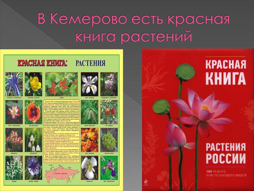 В Кемерово есть красная книга растений