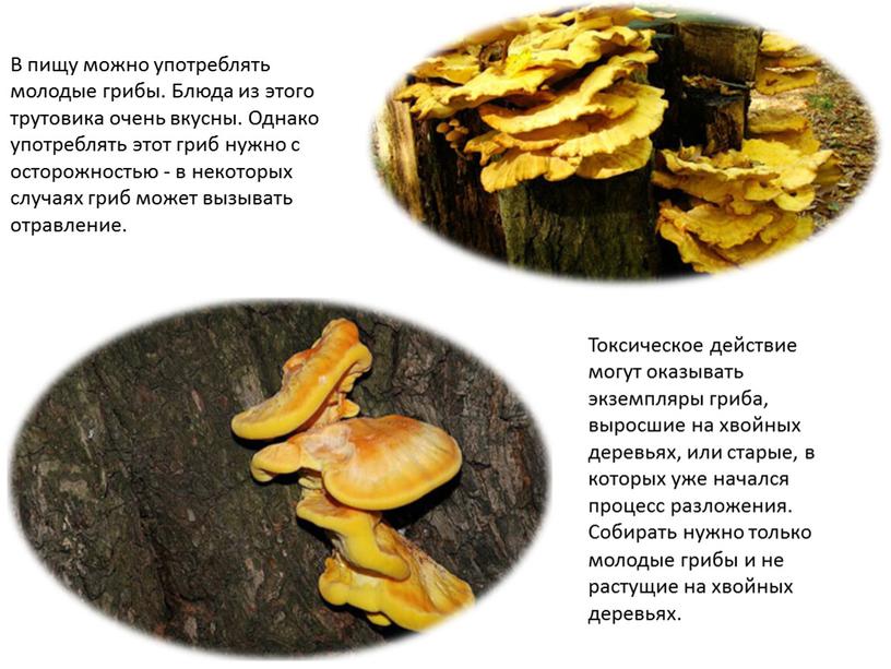 В пищу можно употреблять молодые грибы