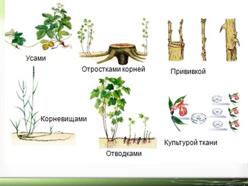 «Вегетативное размножение растений».