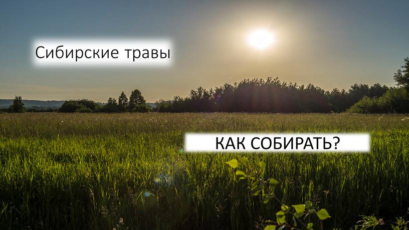 Сибирские травы КАК СОБИРАТЬ?