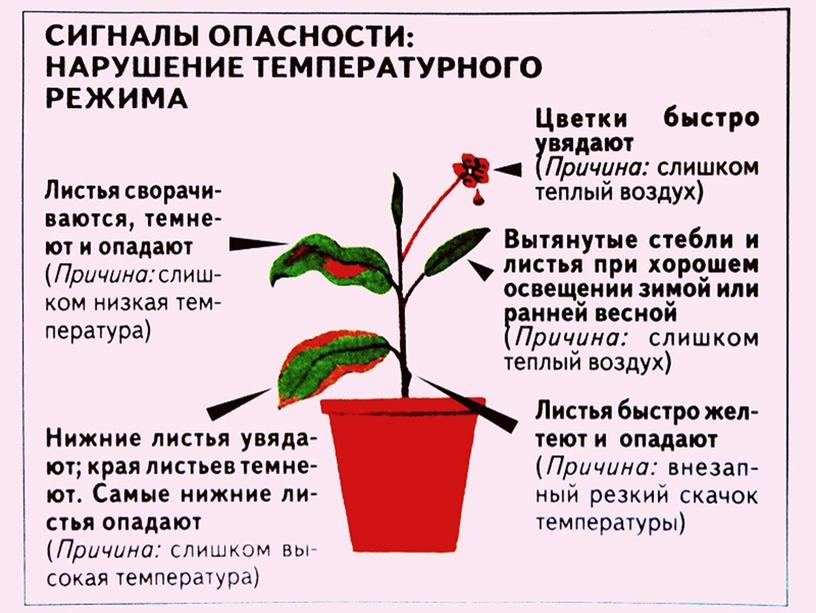 Презентация "Влияние факторов среды на растения"