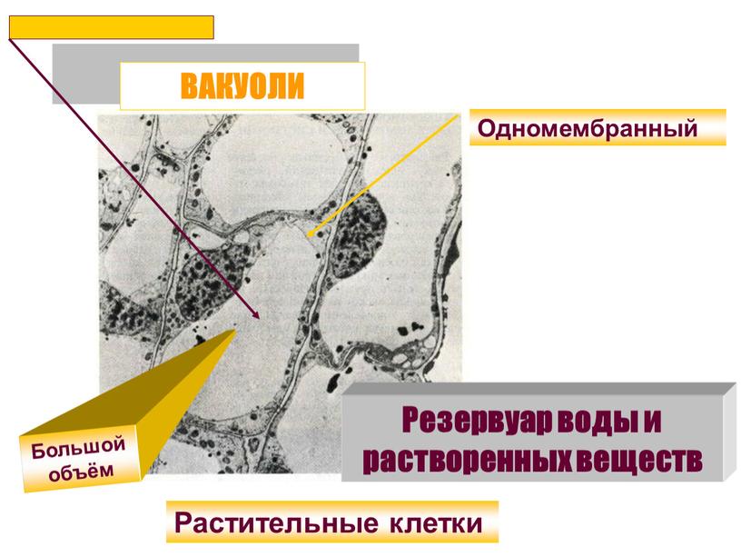 ВАКУОЛИ Одномембранный Растительные клетки