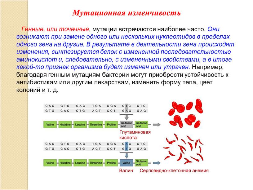 Генные, или точечные , мутации встречаются наиболее часто