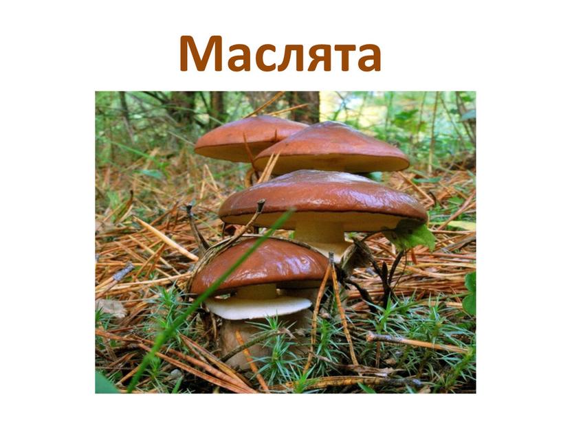 Маслята